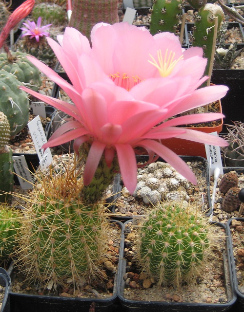 Erstblüte