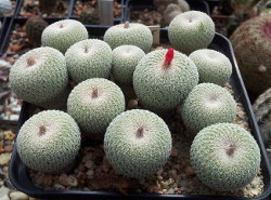 Pikiertopf mit Epithelantha micromeris SB56