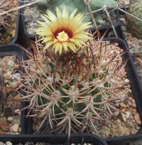 blühender Pyrrhocactus bulbocalyx, Aussaat 2005