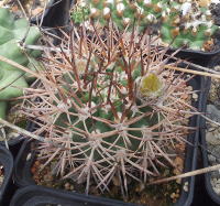 Pyrrhocactus bulbocalyx mit Knospen, Aussaat 2005