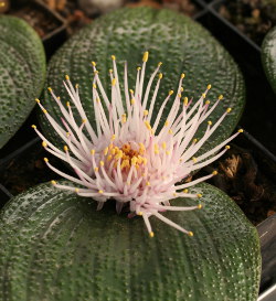 Massonia pustulata in Blüte