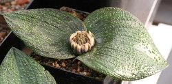Massonia pustulata mit Knospe