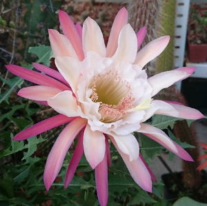 15L 2009 - HWH 'Aprikot Giant' x TH Kahler, Erstblüte 09.07.2017