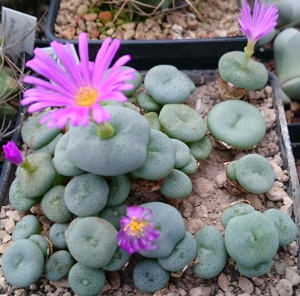 Pikierschale mit Conophytum wettsteinii SB795