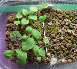 Schale Nr. 3, links Pelargonium aestivale, rechts Pachypodium namaquanum