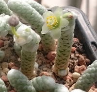 Anacampseros papyracea