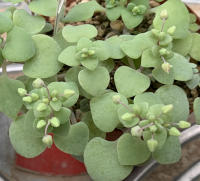 Crassula nemorosa klein