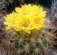 Weingartia spec.
