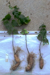 Wurzelknollen von Ipomoea platensis