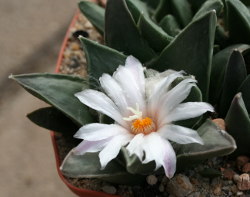 Erstblüte an Ariocarpus retusus Tula, Aussaat 2005