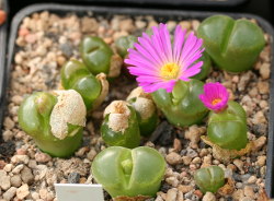Ophthalmophyllum haramoepense CM46 (2008) (= Conophytum lydiae) mit Erstblüte am 11.10.2012