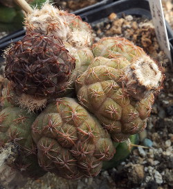 eingetrocknete Früchte an Puna bonnieae