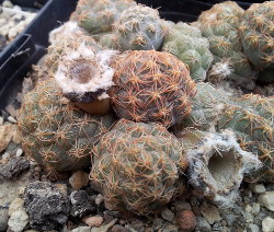 Puna bonnieae mit unreifen Früchten