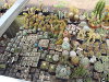 Lophophoras, Mammillaria und anderes