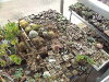 Ariocarpus, ACM, Trichos und Notos