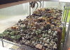 Astrophytum, Turbinicarpus und im Hintergrund Opuntia und Pterocactus