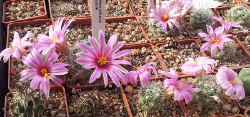Mammillaria boolii in Blüte