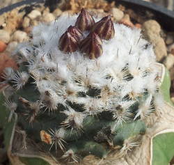 Knospen an Turbinicarpus-Hybride
