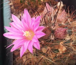 erste Blüte im Jahr 2014 an Mammillaria longiflora aff.