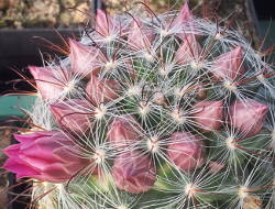 Knospen an Mammillaria longiflora aff.