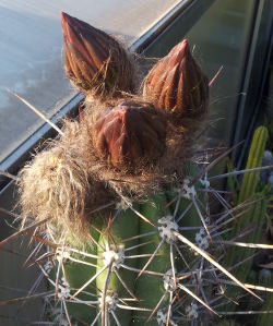 Knospen an Trichocereus tacaquirensis