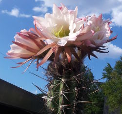 Blüten an Trichocereus tacaquirensis