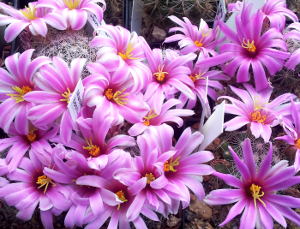 Mammillaria boolii in Blüte