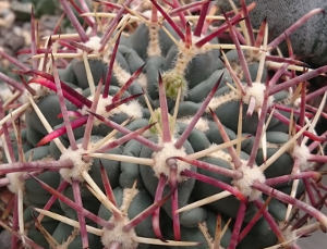 Glandulicactus mathssonii SB 1449
