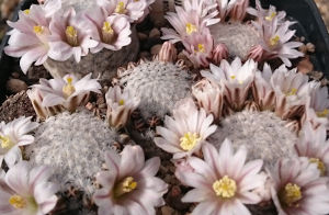 Mammillaria sanchez-mejorada