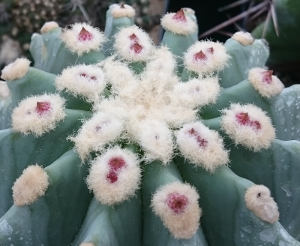 Ferocactus glaucescens f. inermis