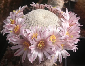 Mammillaria pectinifera in Blüte