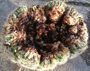 Wurzelschaden an Mammillaria spec.