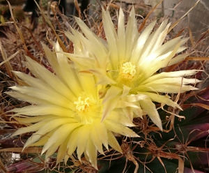 Leuchtenbergia principis in Blüte