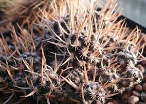 Pterocactus australis