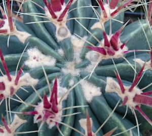 Knospen an Ferocactus latispinus