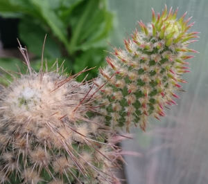 Knospe an Austrocylindropuntia pachypus