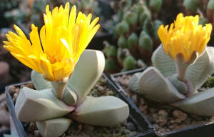 Lapidaria margaretae
