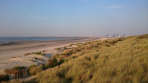 in den Dünen