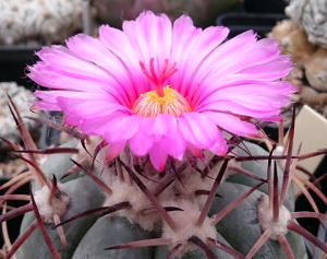 Echinocactus horizontalonius