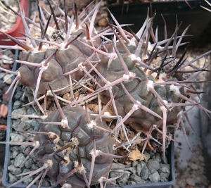Gymnocalycium piltziorum