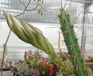 Knospe an Harrisia pomanensis