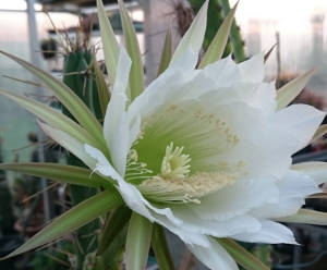 fast geöffnete Blüte an Harrisia pomanensis