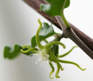 Blüte an Fockea edulis