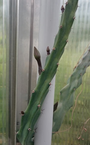 Knospen an Monvillea haageana