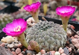 Sulcorebutia rauschii HS121