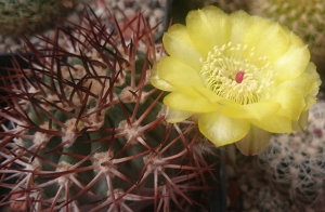 Erstblüte an Acanthocalycium thionanthum var. copiapoides