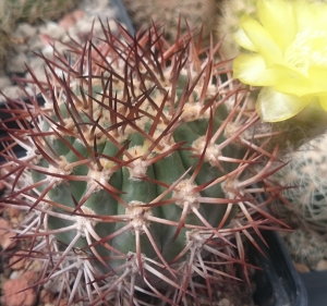 Körper von Acanthocalycium thionanthum var. copiapoides