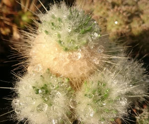 Austrocylindropuntia lagopus