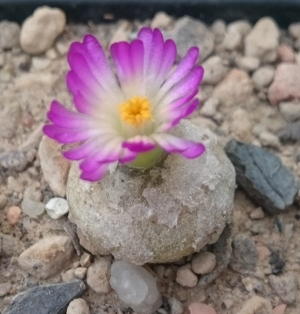 Conophytum burgeri Aggeneys, MBB 3337, Erstblüte am 20.11.2016