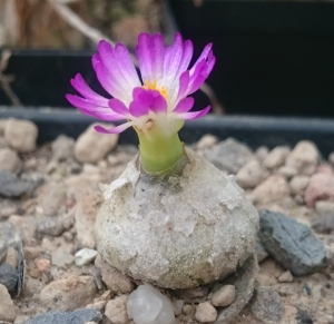 Conophytum burgeri Aggeneys, MBB 3337, Erstblüte am 20.11.2016